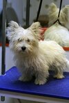 Gruming salon Merelen (Frunze Street, вл10/1), pet salon