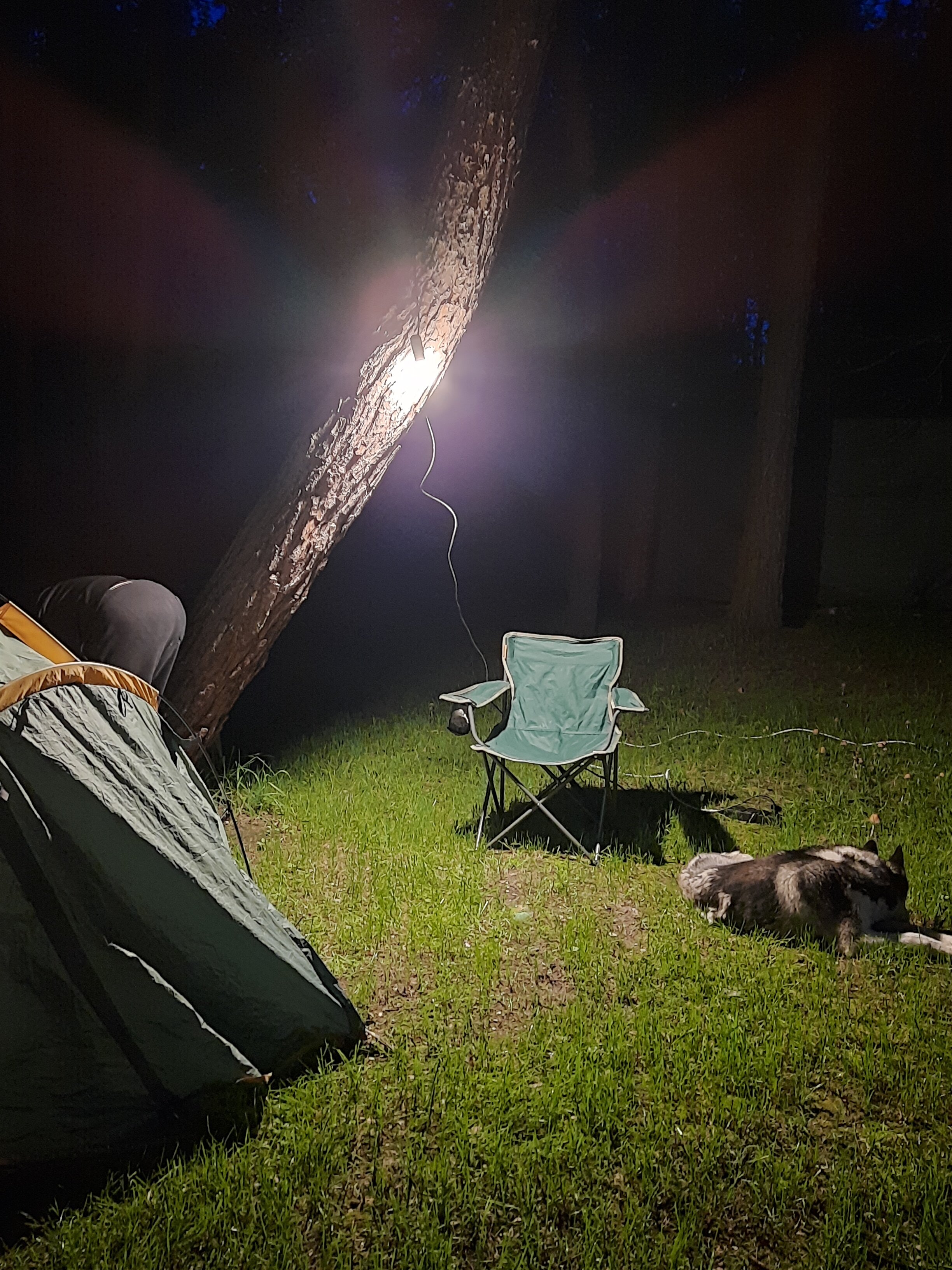 Фото Под соснами