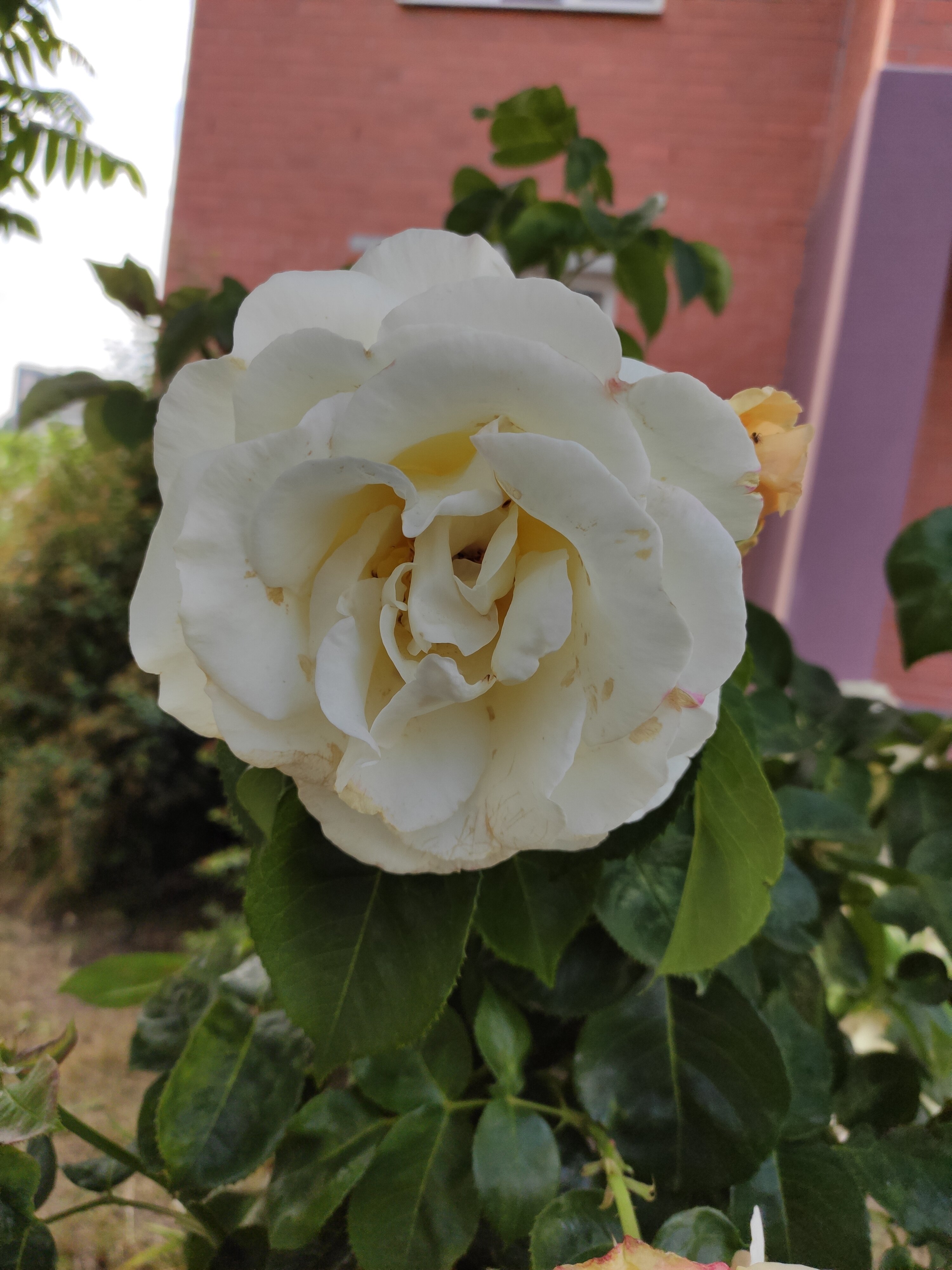 Фото Гоголь