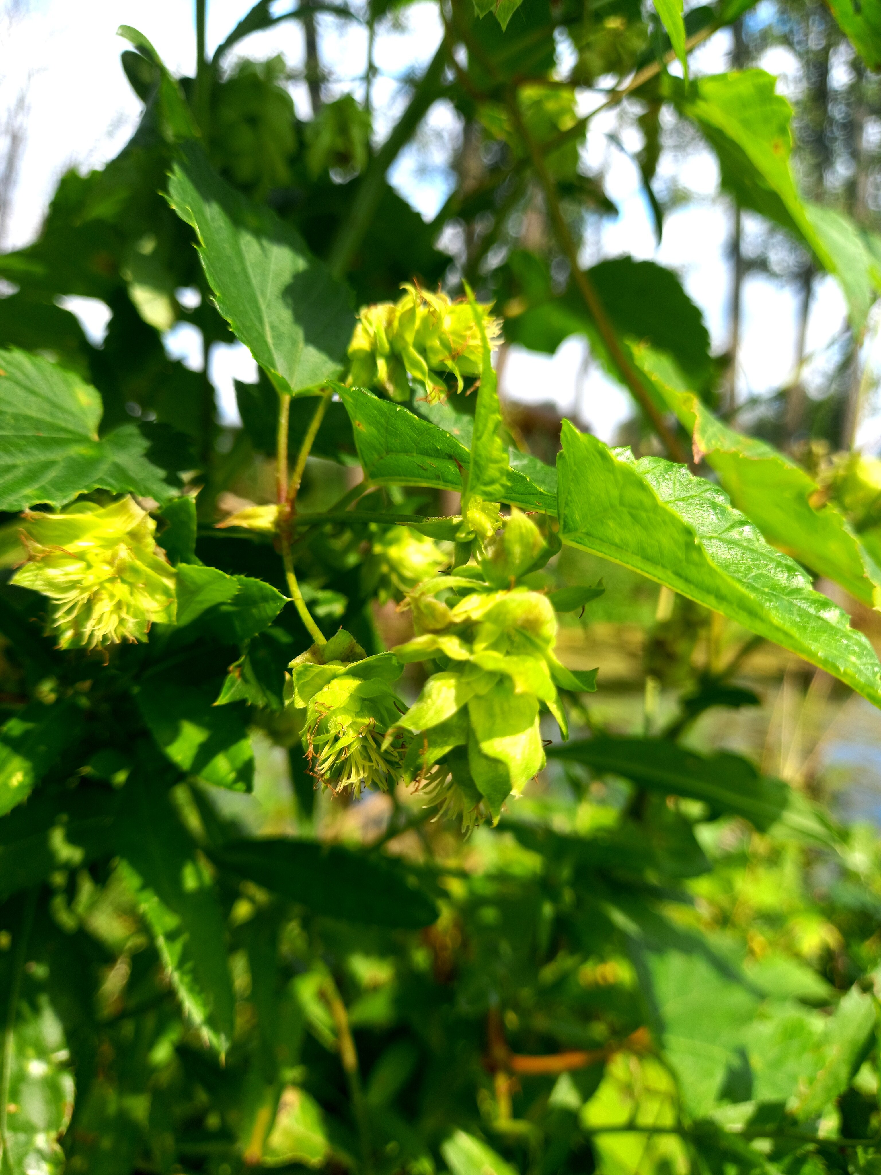 Фото Дворяновские пруды