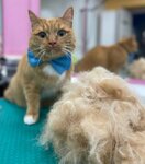Groom (Sovetskaya ulitsa, 30), salón de mascota, peluquería de animales