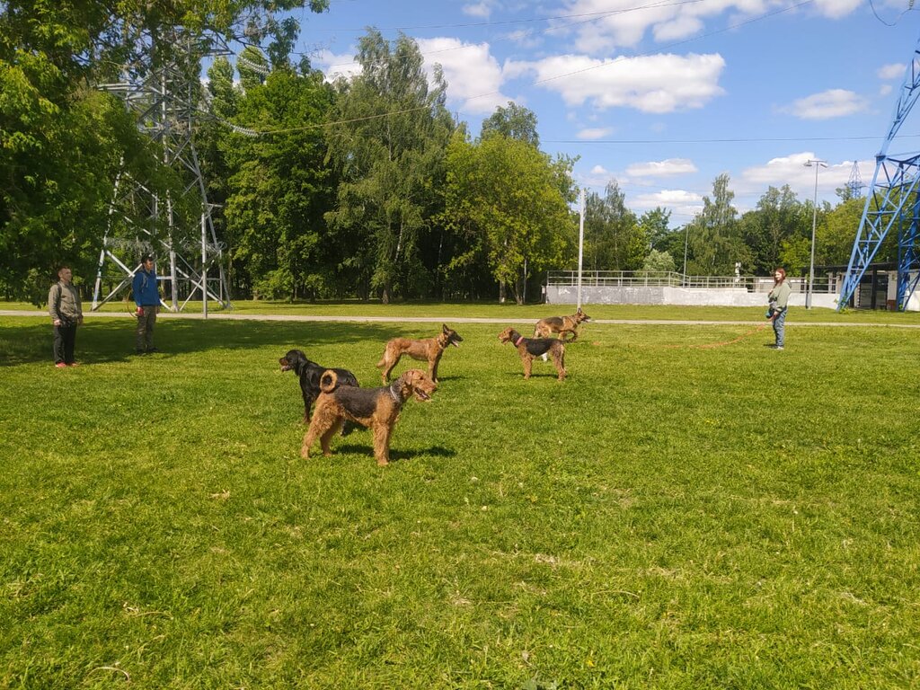 Ит алаңы Dogcity Догсити дрессировка собак, Мәскеу, фото