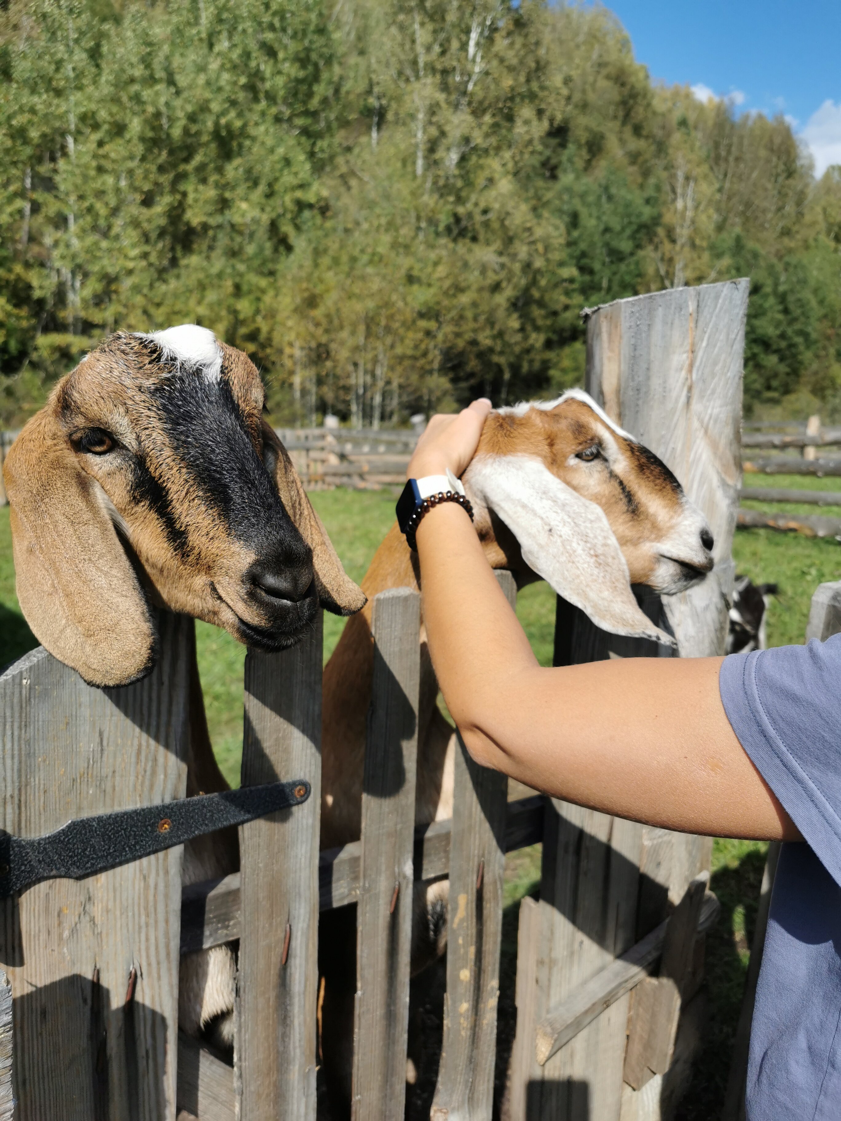 Фото Глэмпинг Стрекоза