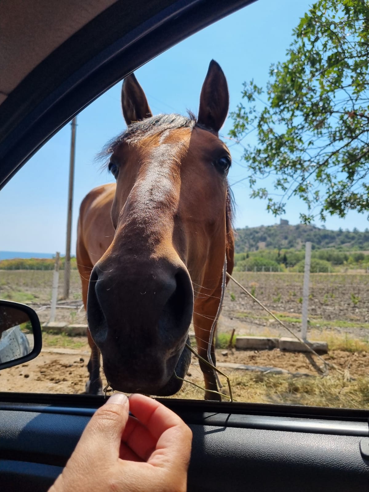 Фото Вилла Каталея