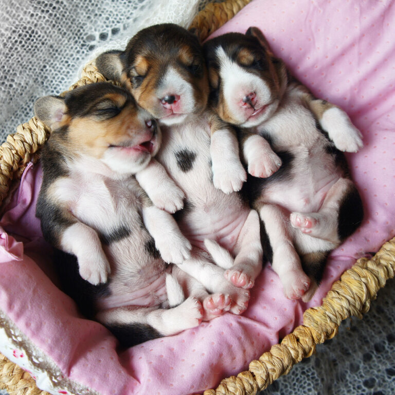 Animal nursery Divine Choice beagle kennel, Moscow and Moscow Oblast, photo