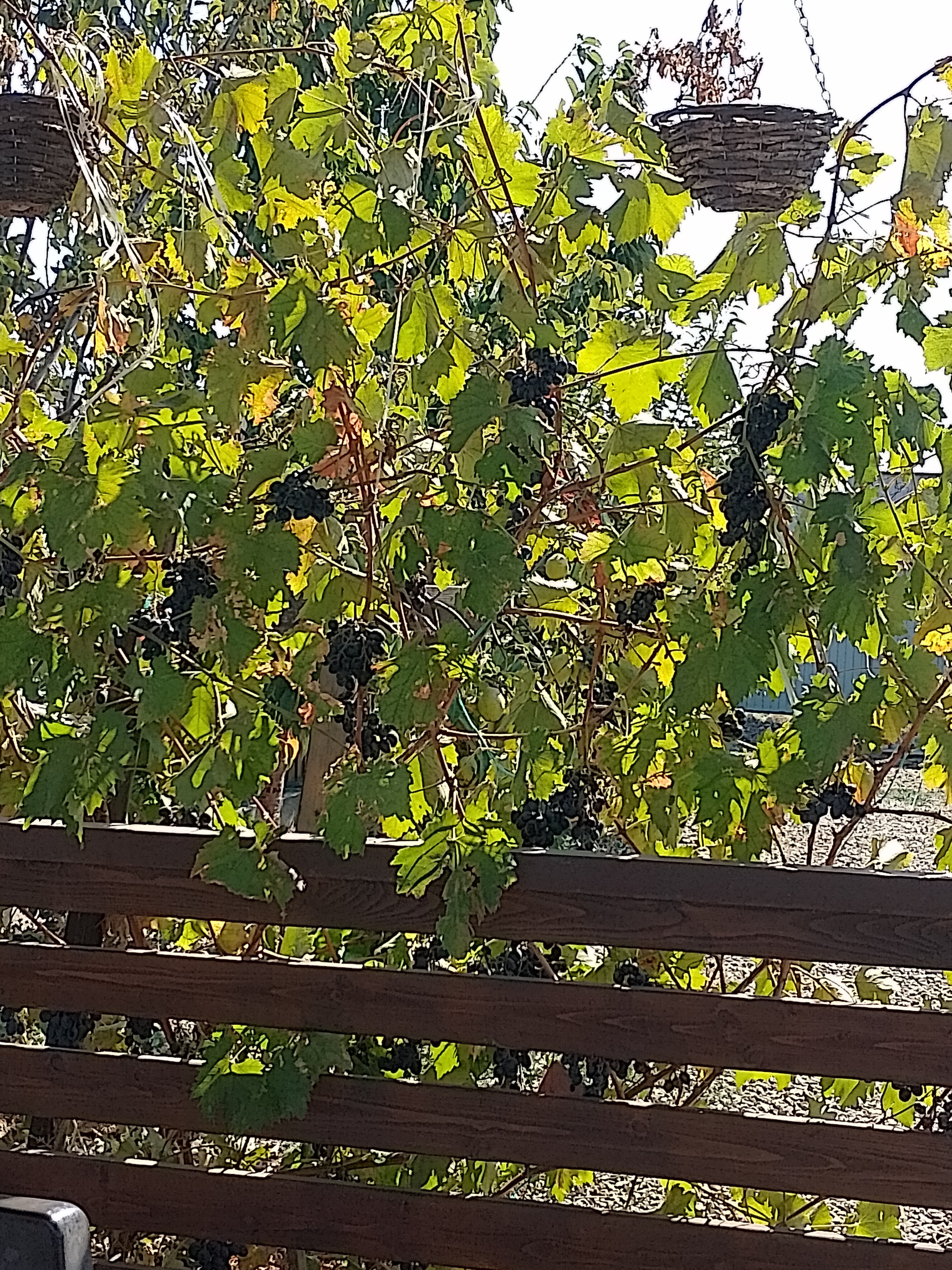 Фото Бунгало Волна