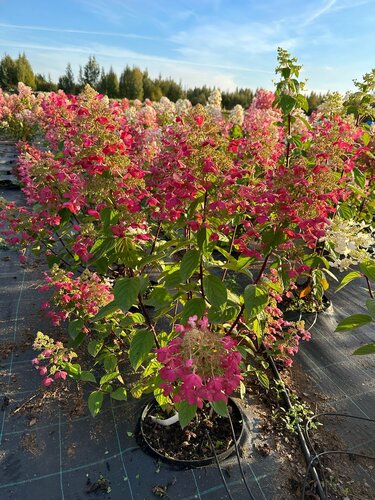 Рыжики, питомник: адрес, телефон, режим работы - контактная информация и график работы