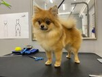 Groomsalon № 1 (mikrorayon Skhodnya, Oktyabrskaya Street, 1А), pet salon