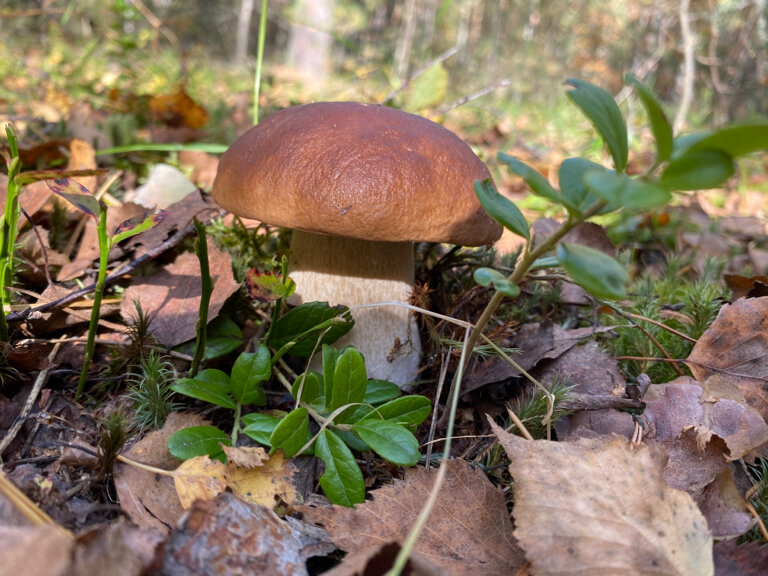 Фото Кедросад