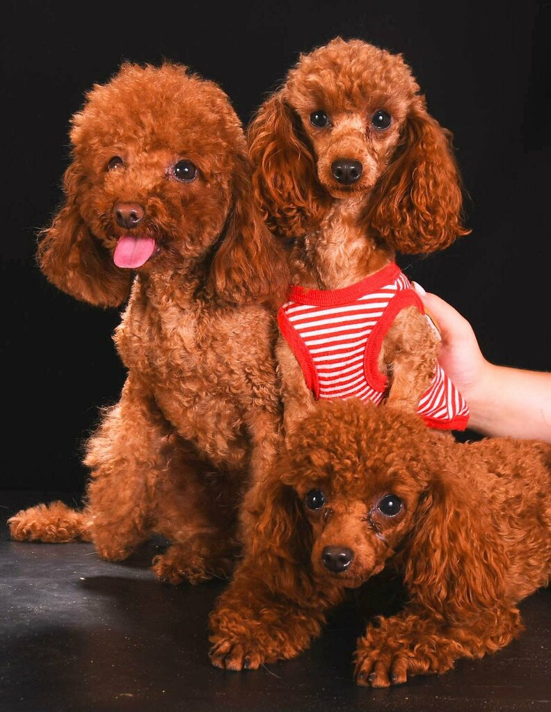 Animal nursery Алмон Тибет, Moscow, photo