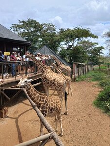 Giraffe Centre (Nairobi County, Langata, Karen, Langata), zoo