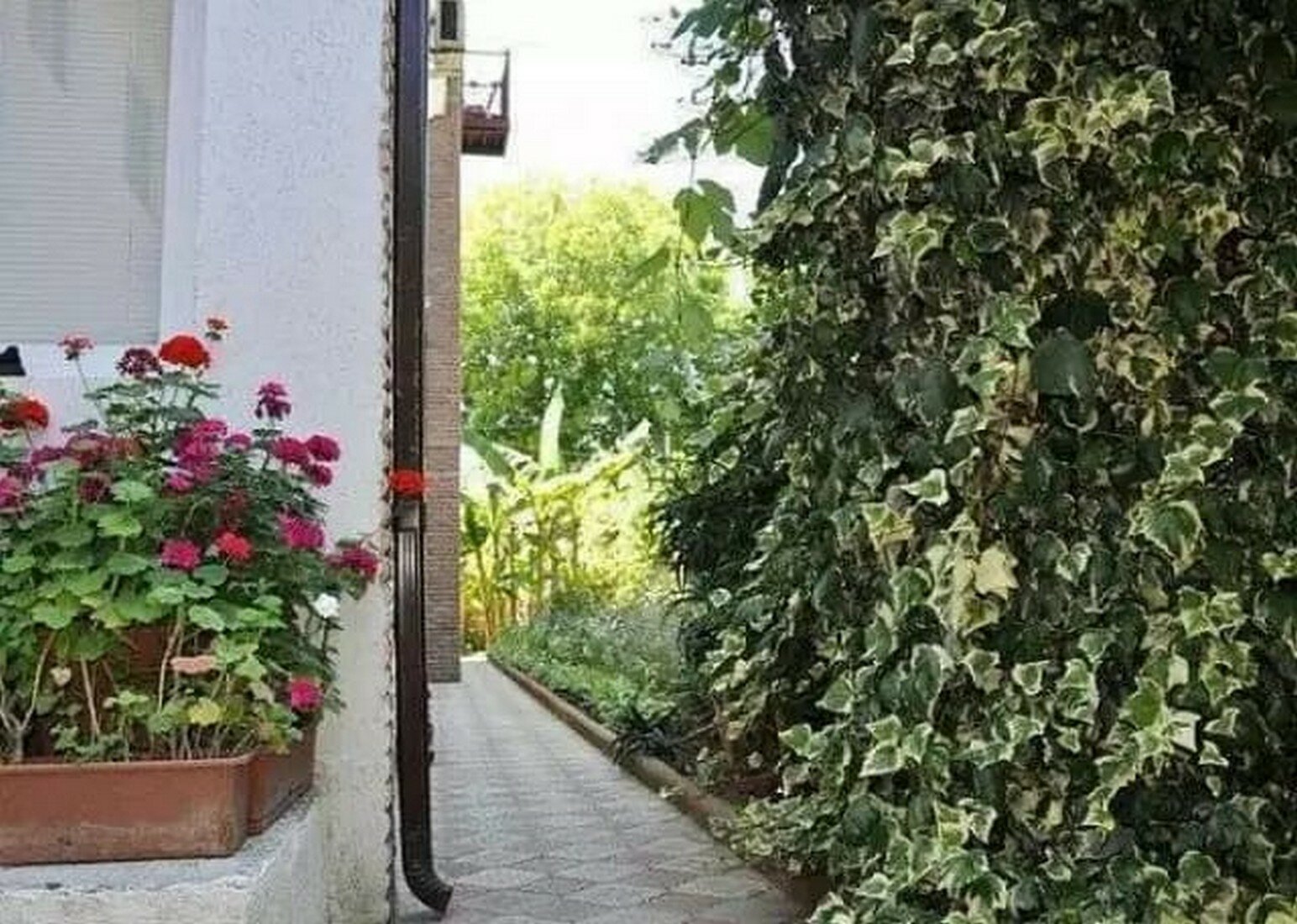 Фото Бугенвиллия