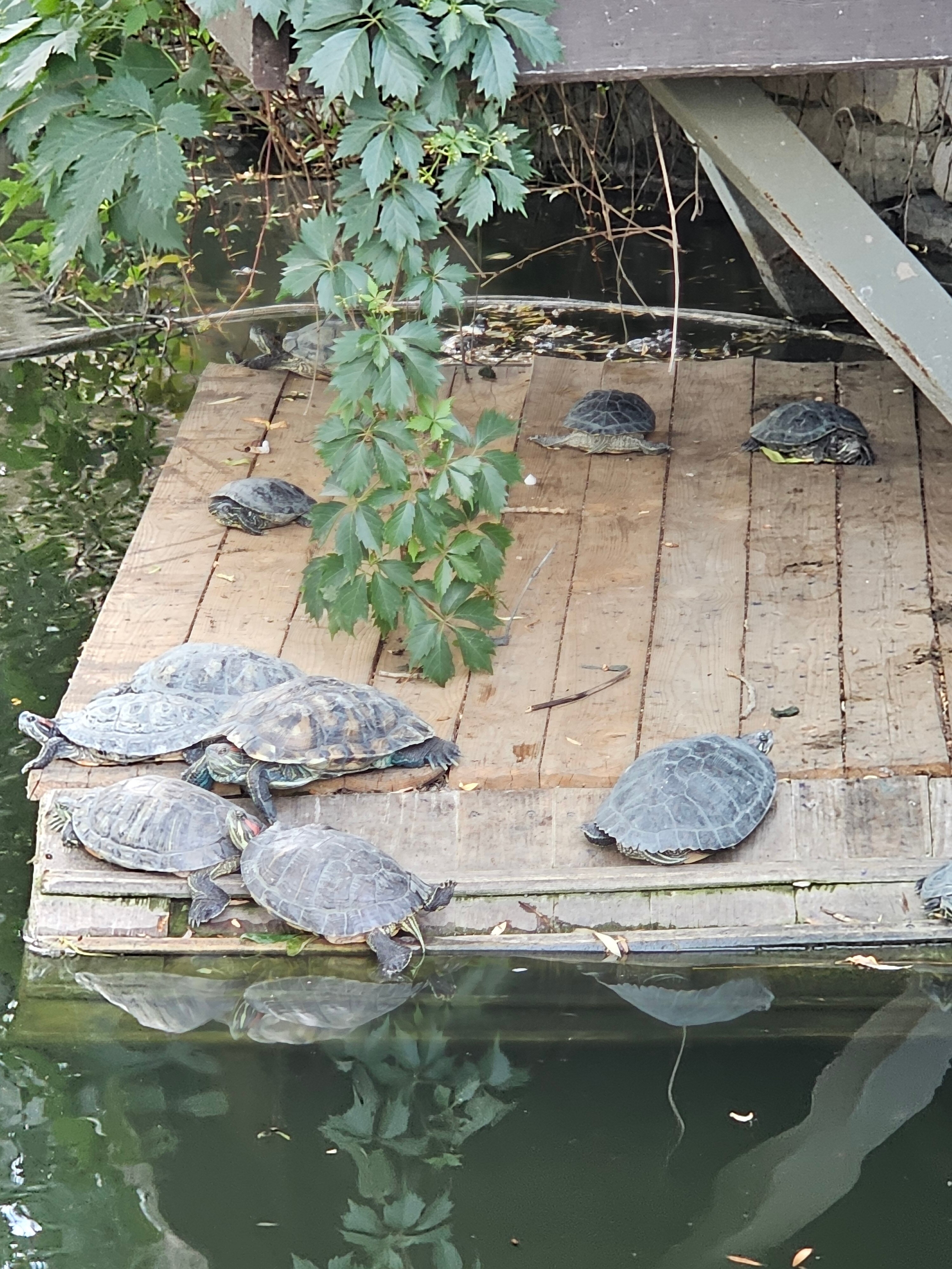 Фото Добрый