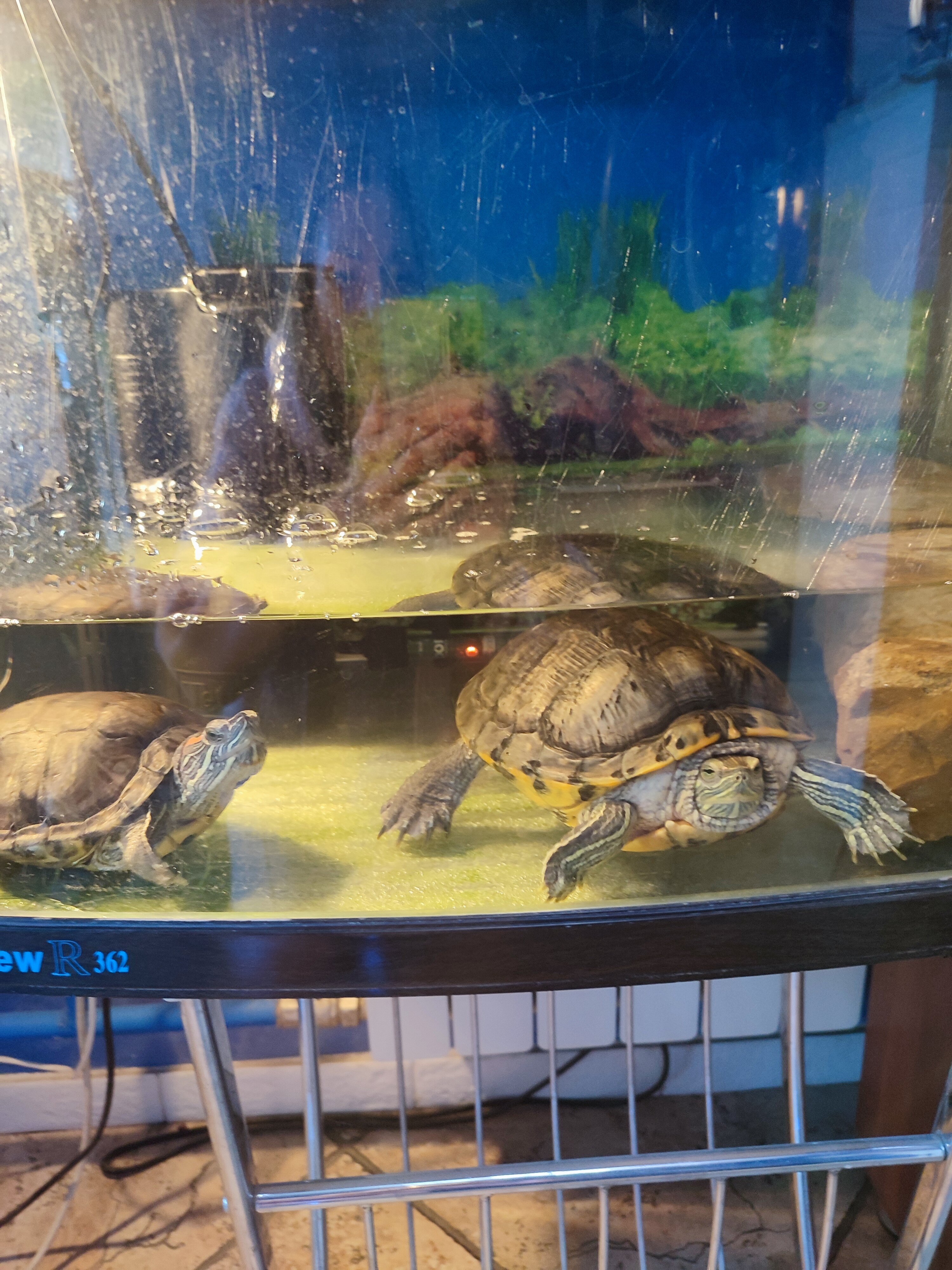 Фото Петровский