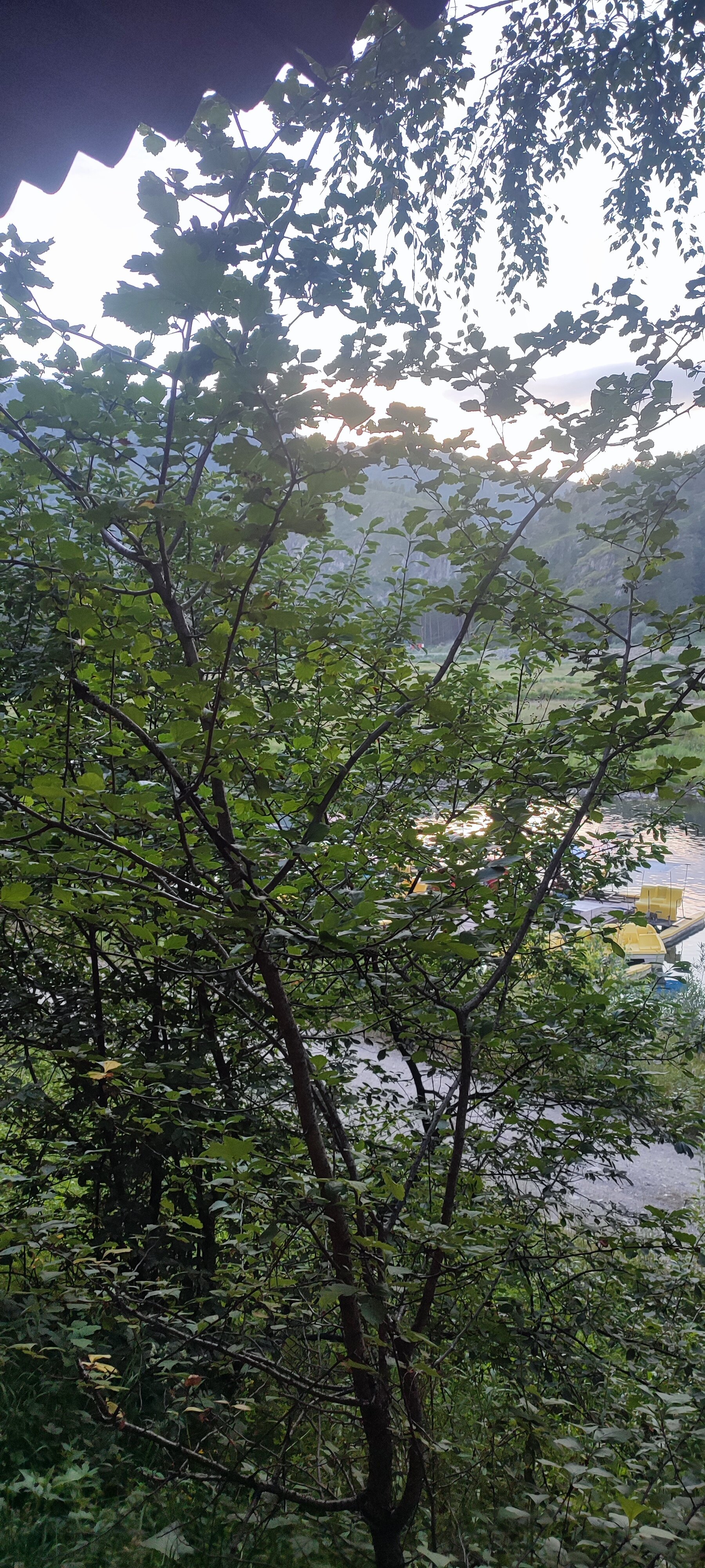 Фото Березовый Берег