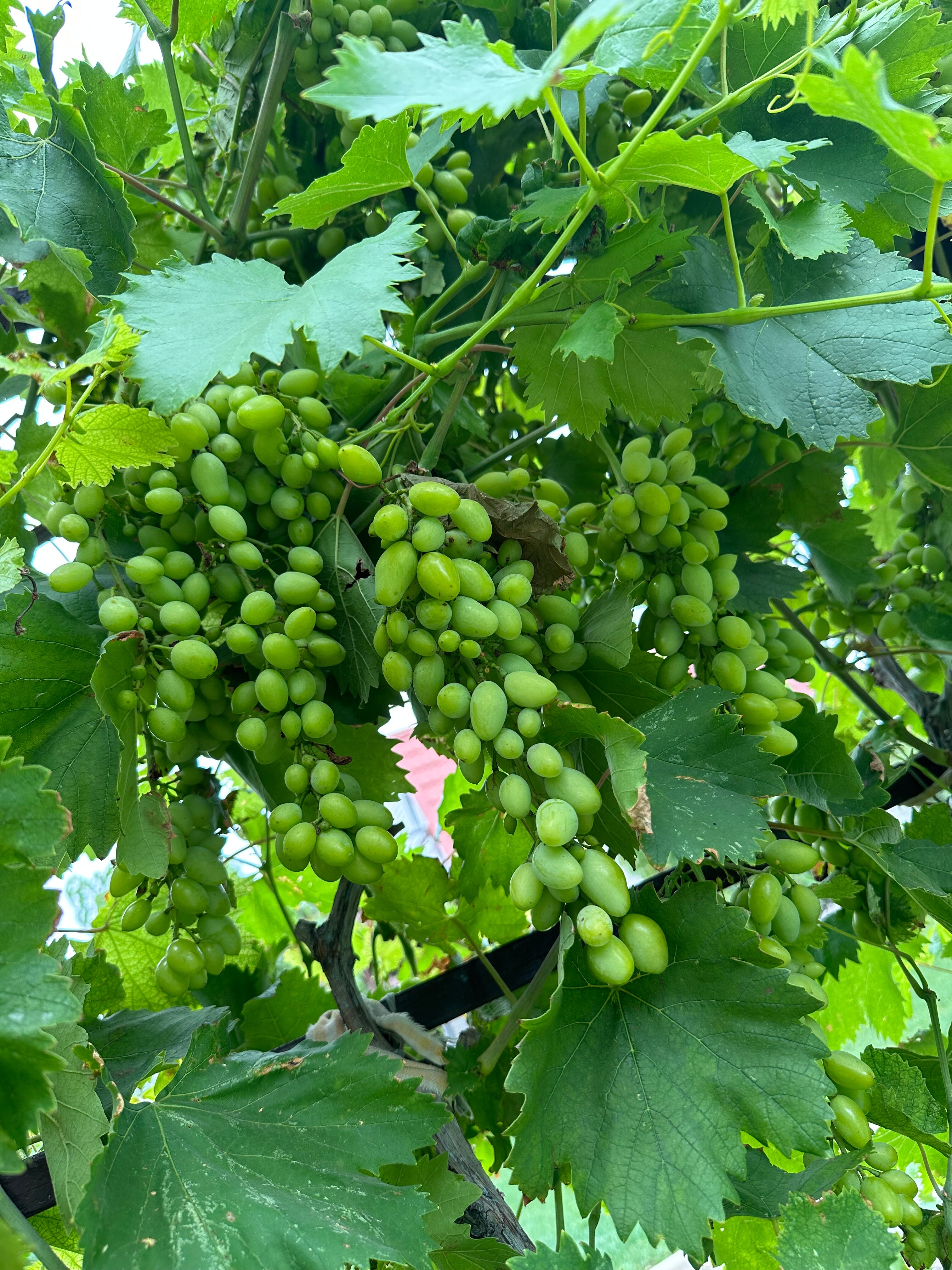 Фото 38 Попугаев