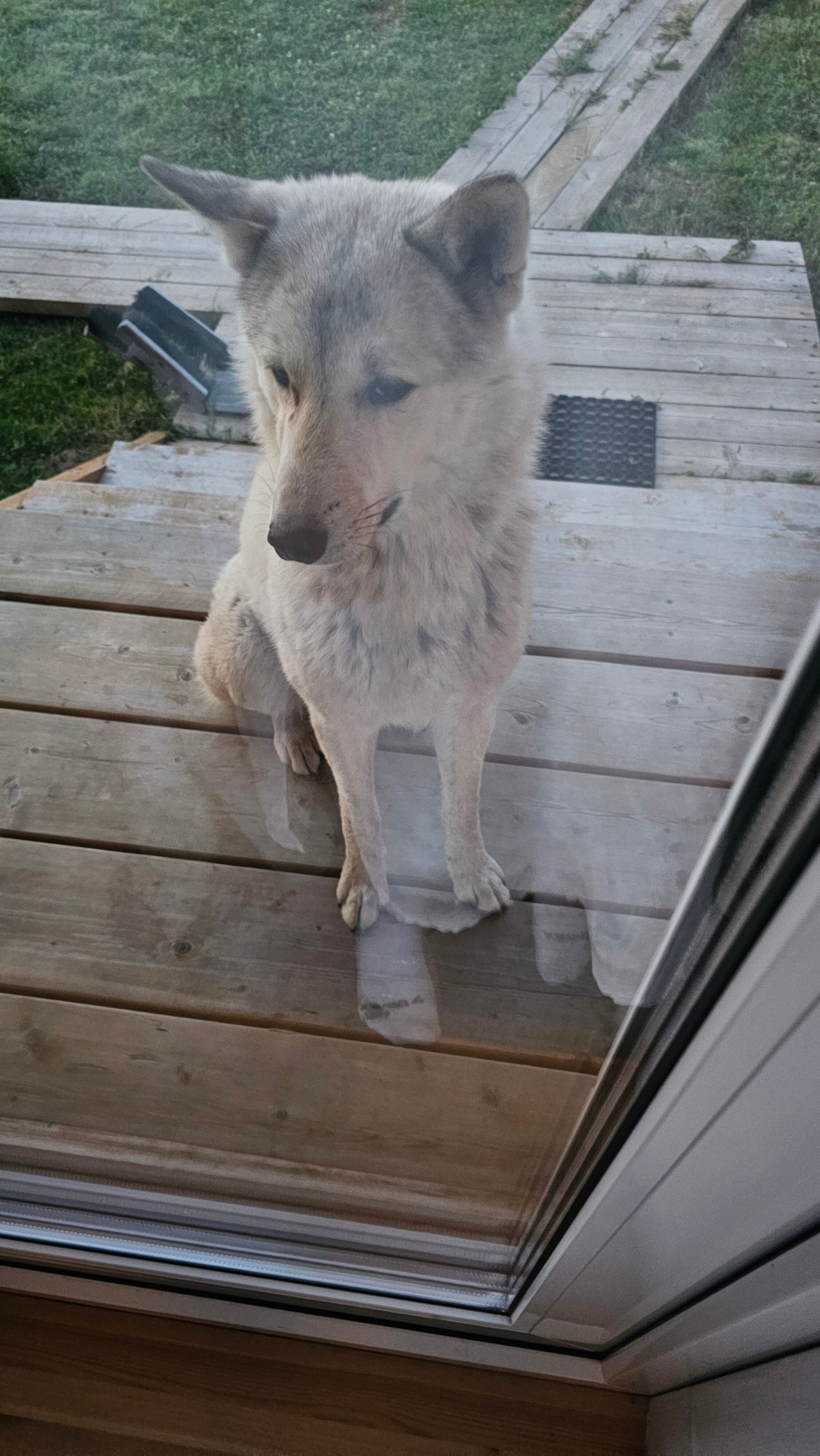 Фото Белый кит