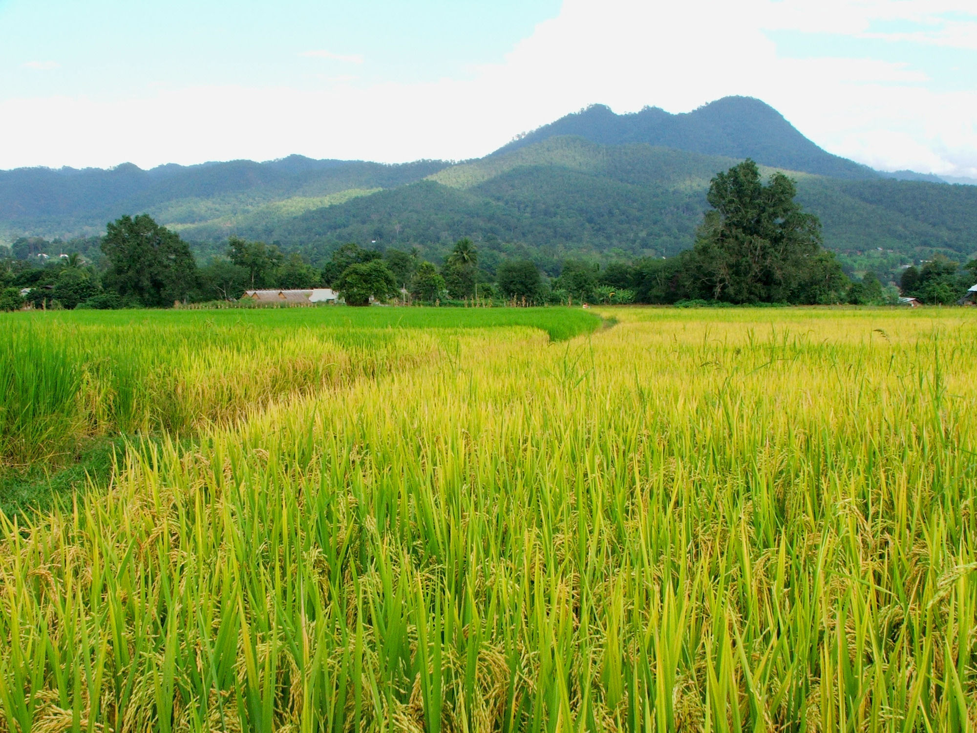 Фото Good Morning Pai