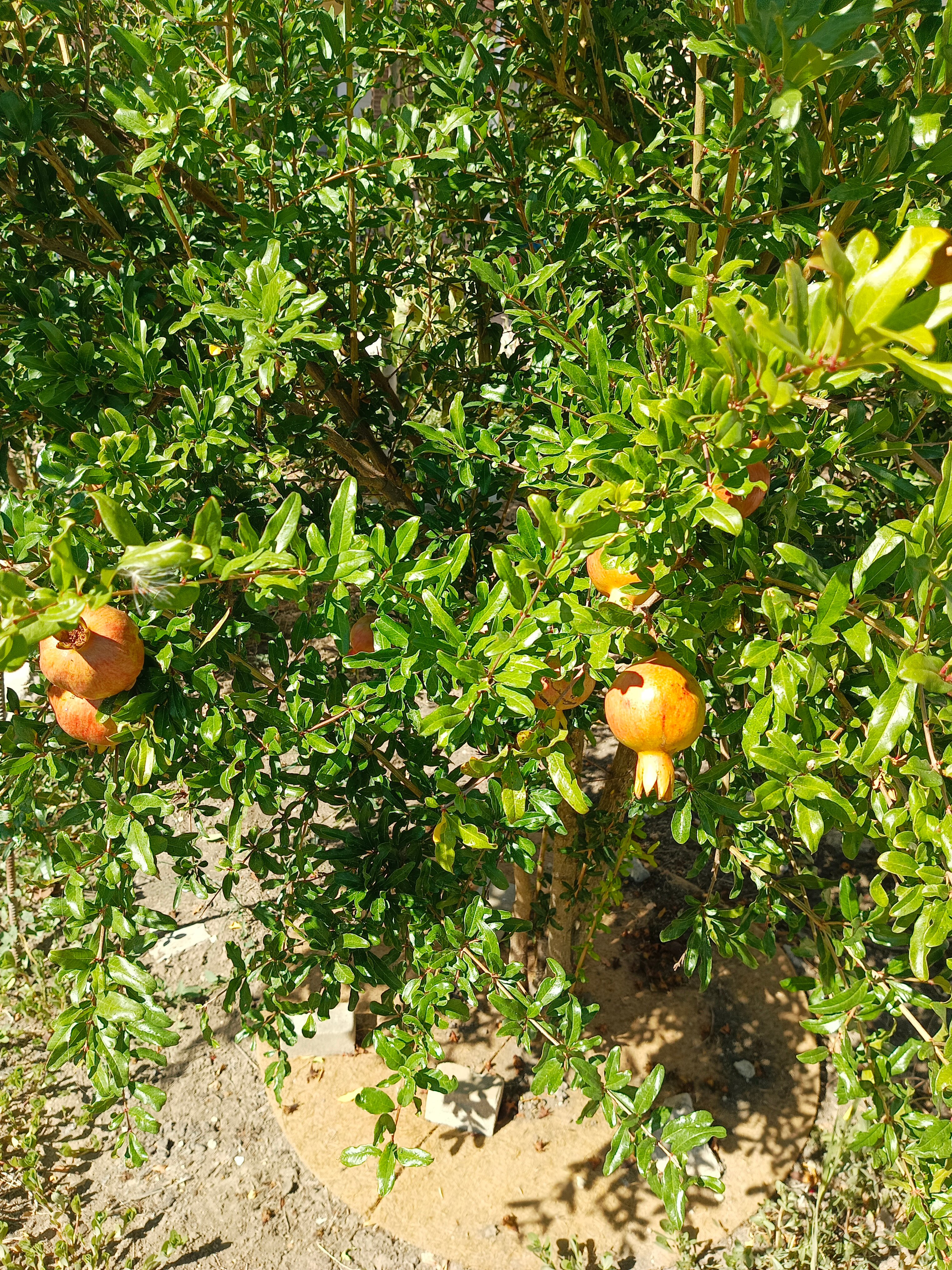 Фото Алмарис