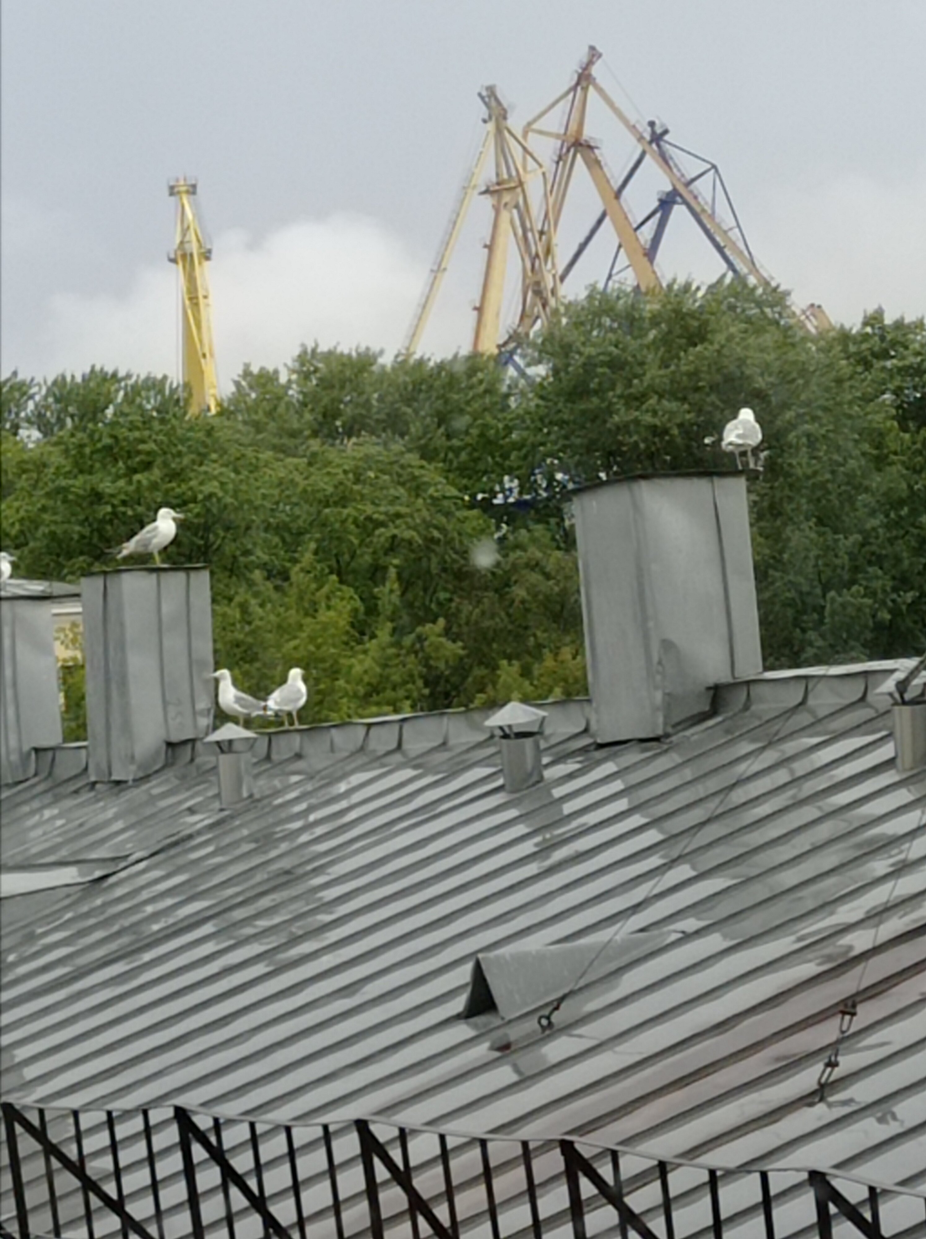 Фото Ментор