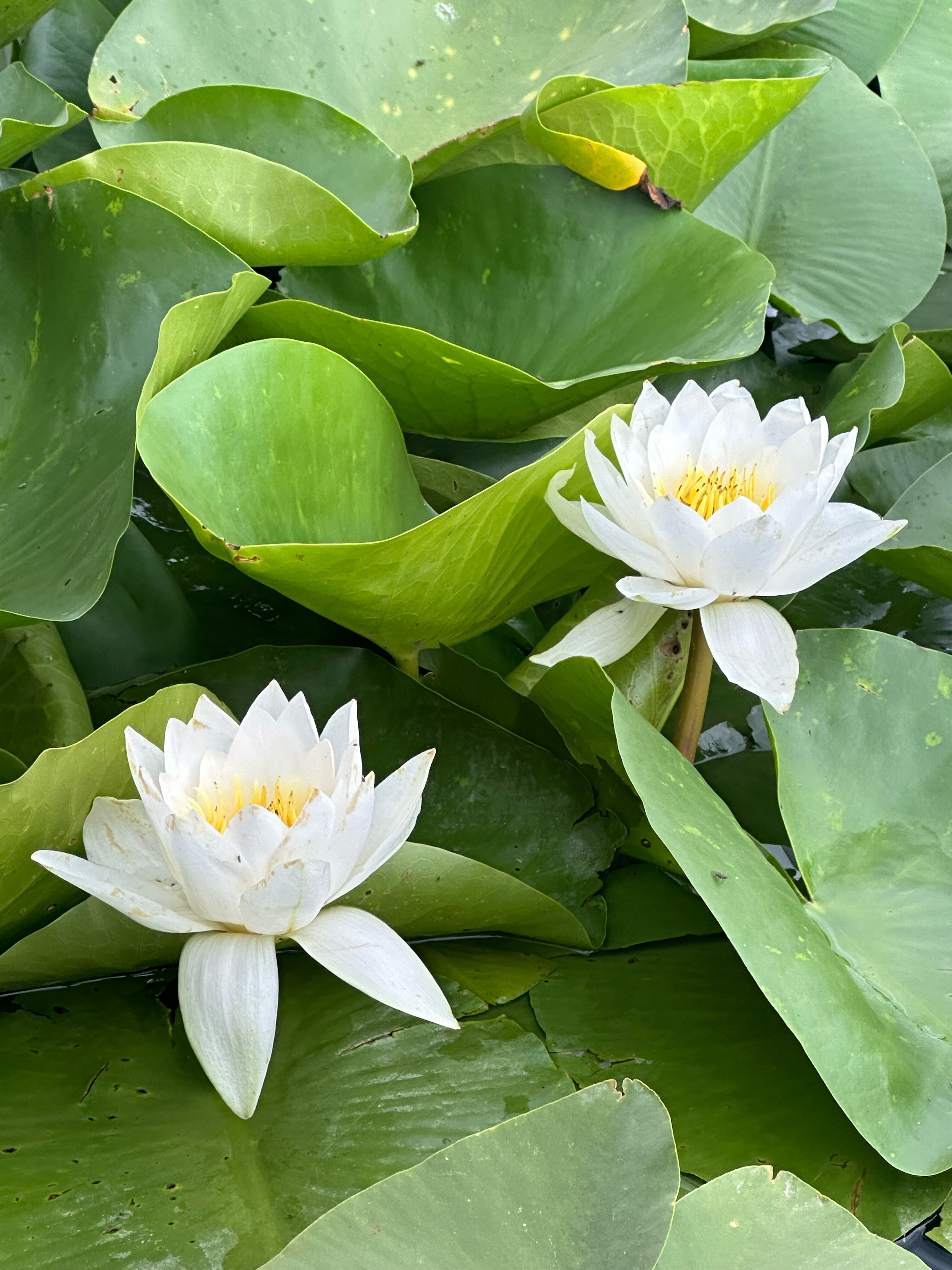 Фото Домик в Лотосах