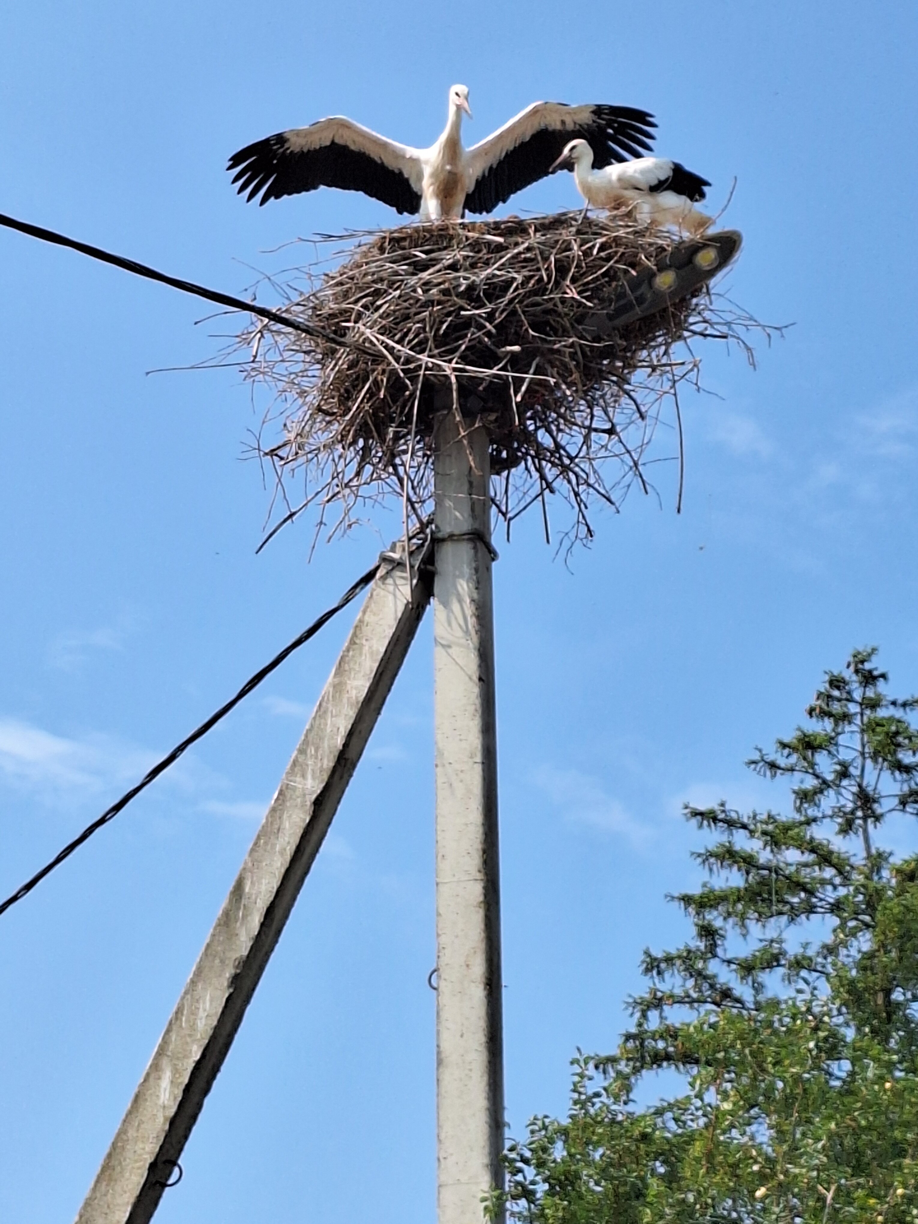 Фото Беловежская пуща гостиница №2
