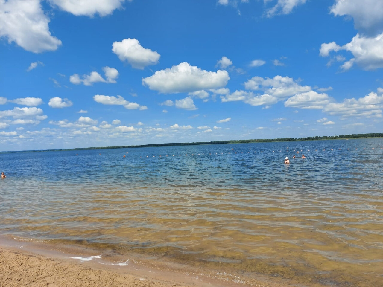 Фото Сосновая роща