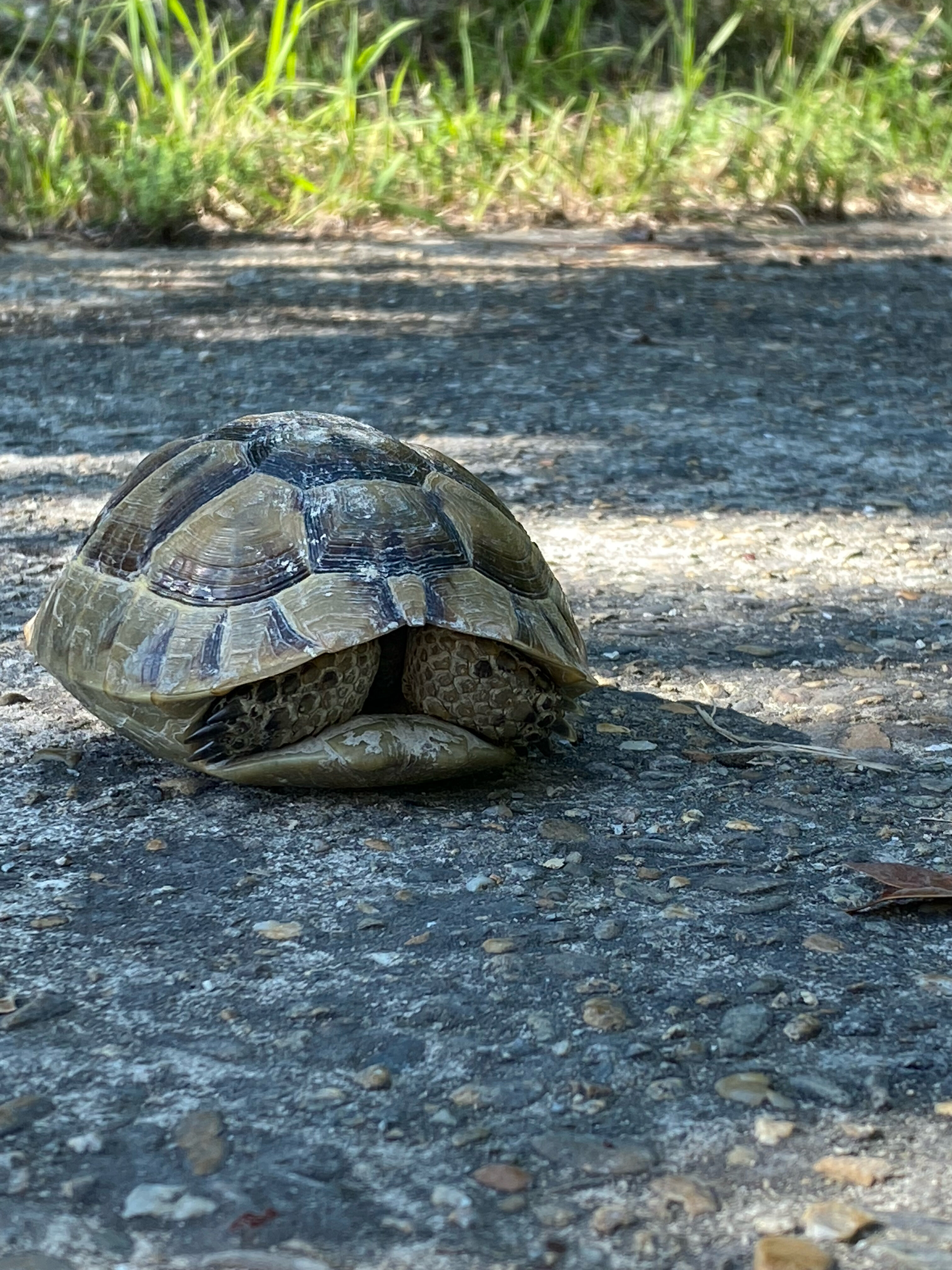 Фото Лунная поляна