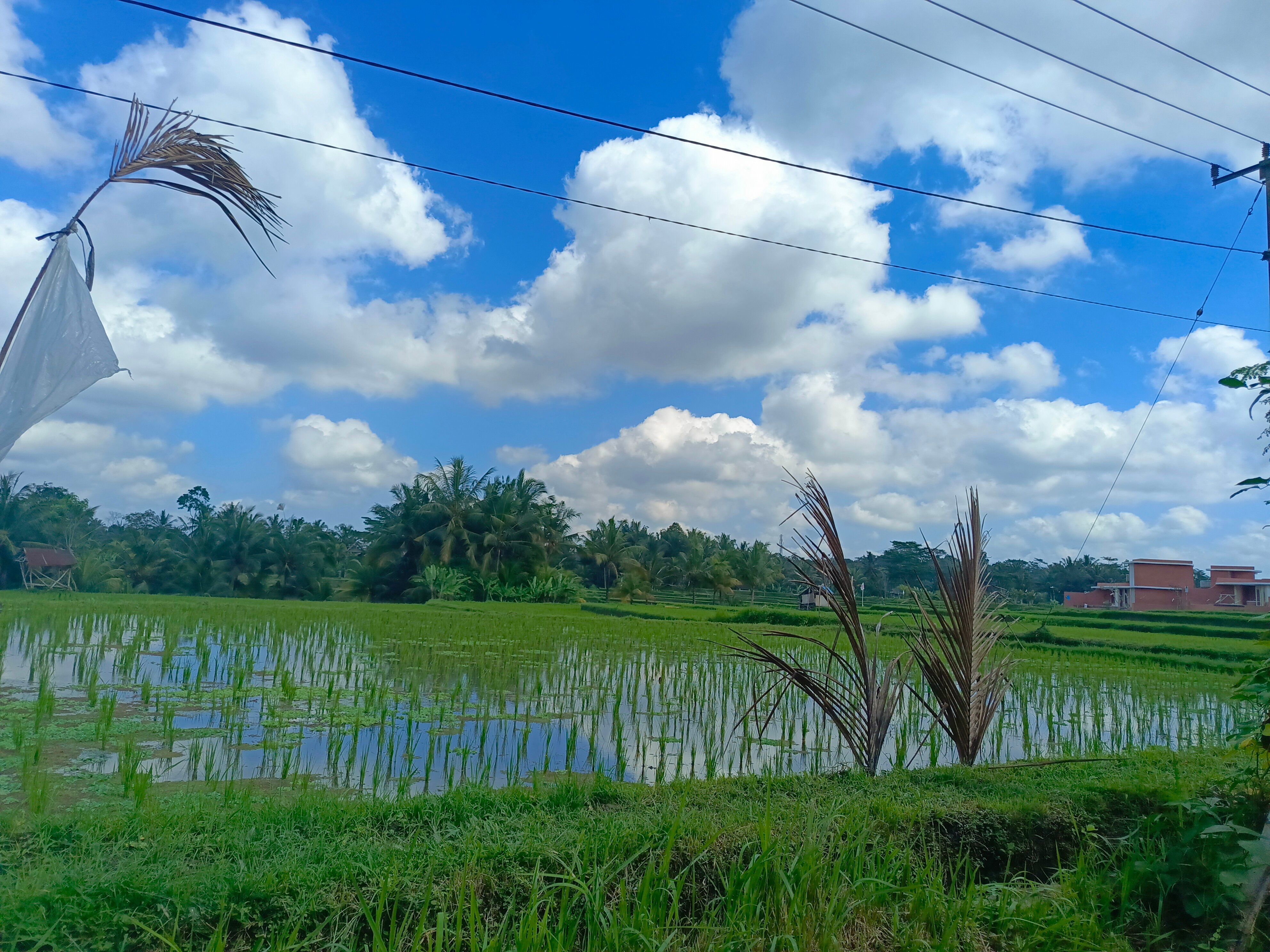 Фото Best Western Premier Agung Resort Ubud