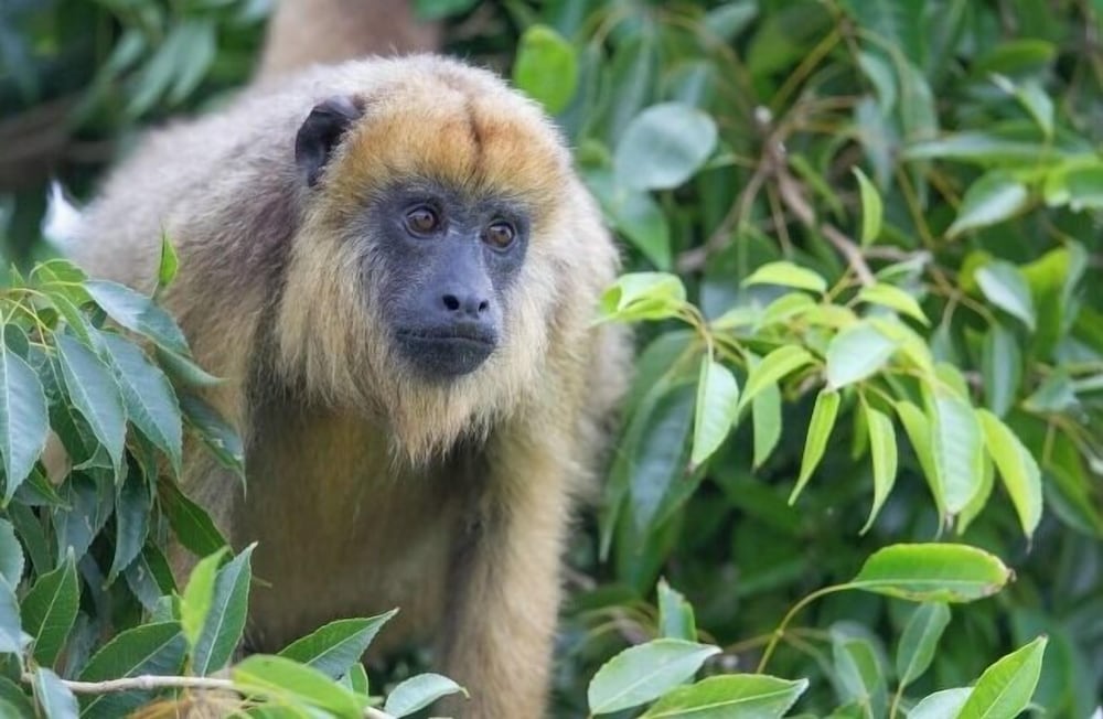 Фото Wild Wetlands Lodge