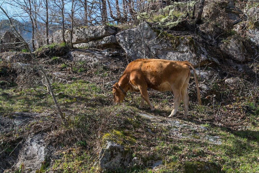 Фото Macheta's Coutry House