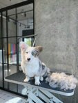 Groom by Jerry (Sokolnichesky Val Street, 1), pet salon