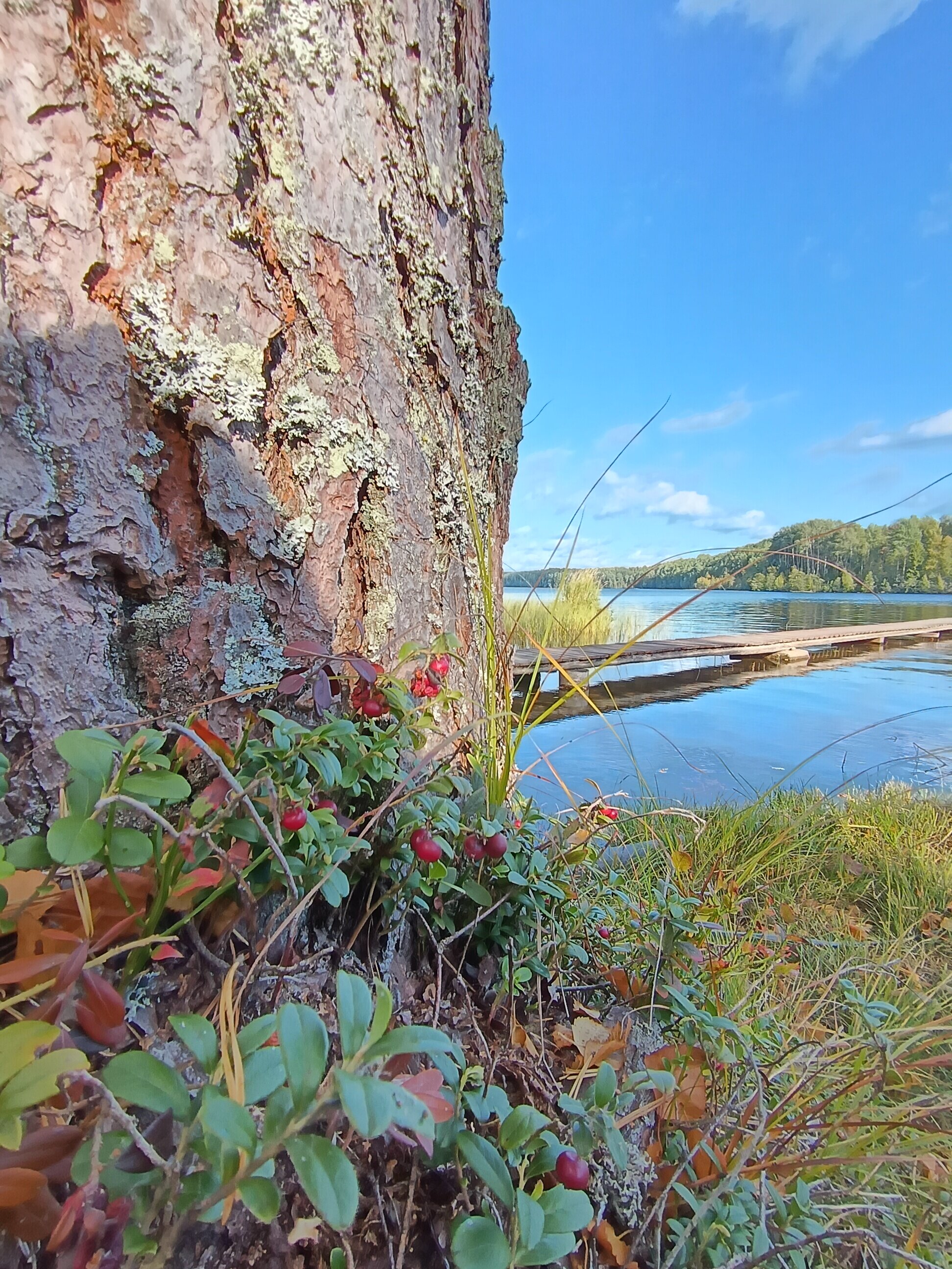 Фото Бухта Лапиковых