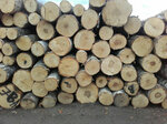 Knaider Veneer Factory L. L. C (43, Al Aqran Street, Umm Al Thuoob, Al Raafah, Umm Al Quwain), logging, timber sales