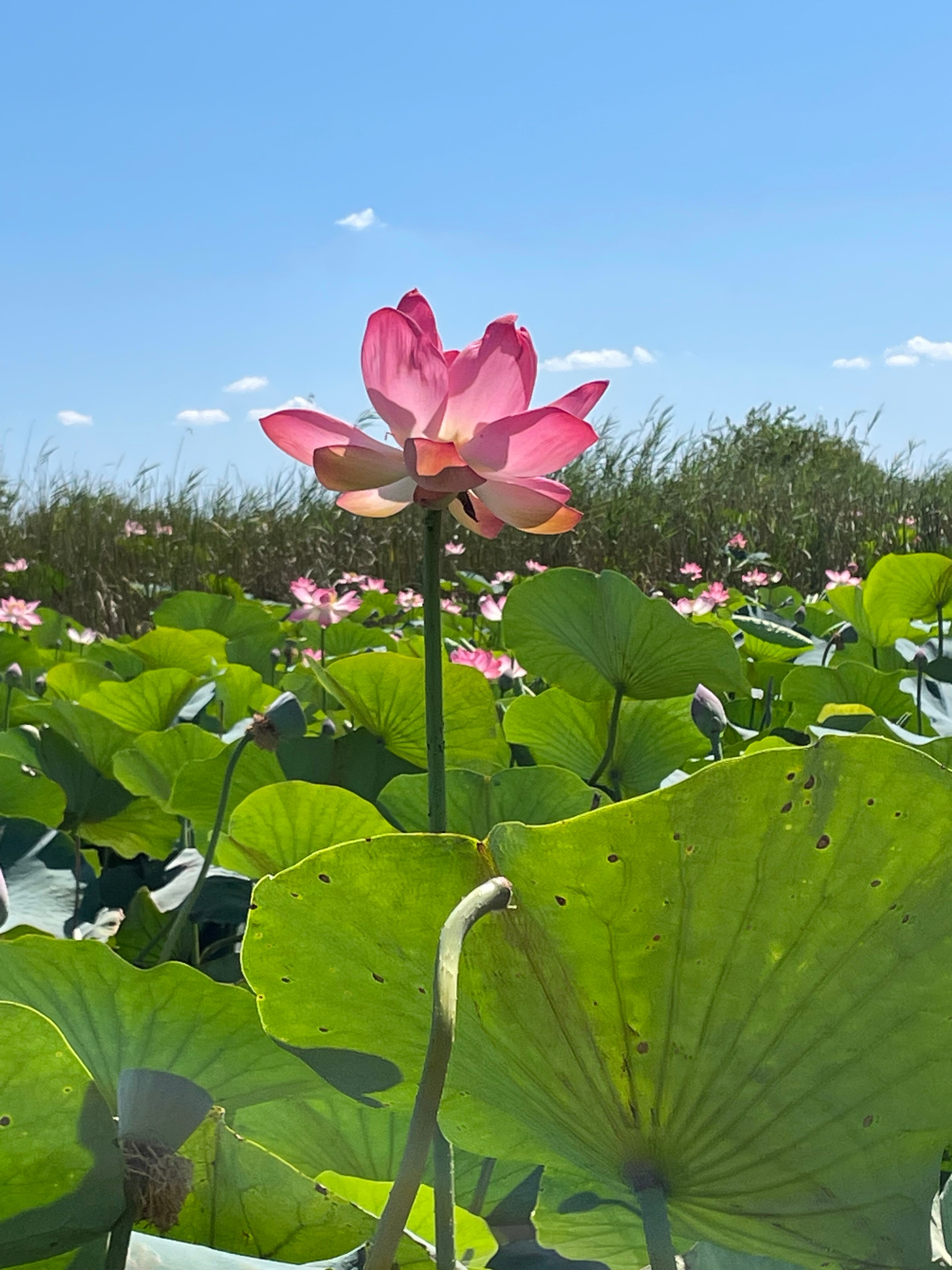 Фото Abrau Club на Плавнях