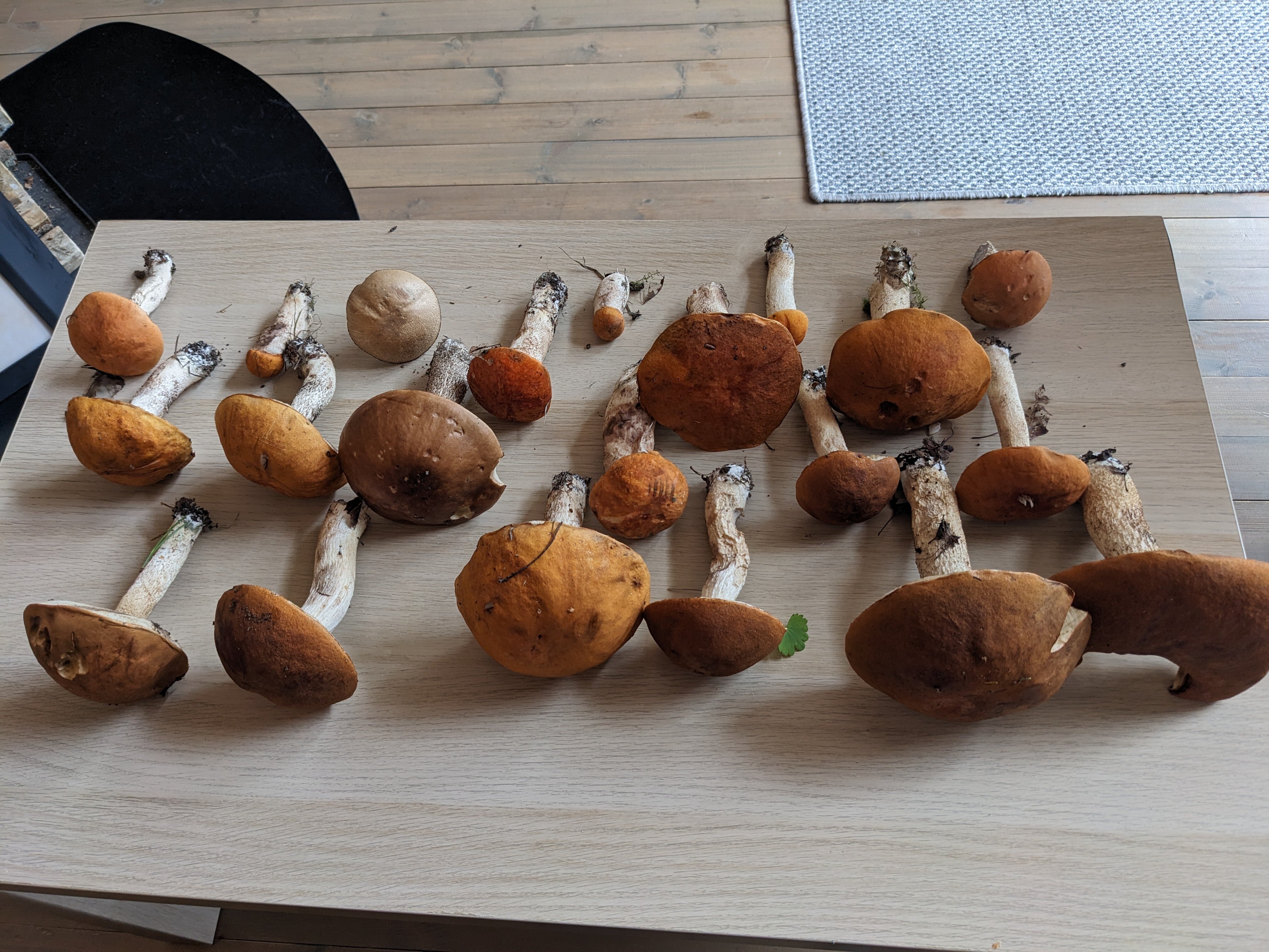 Фото Forest Park