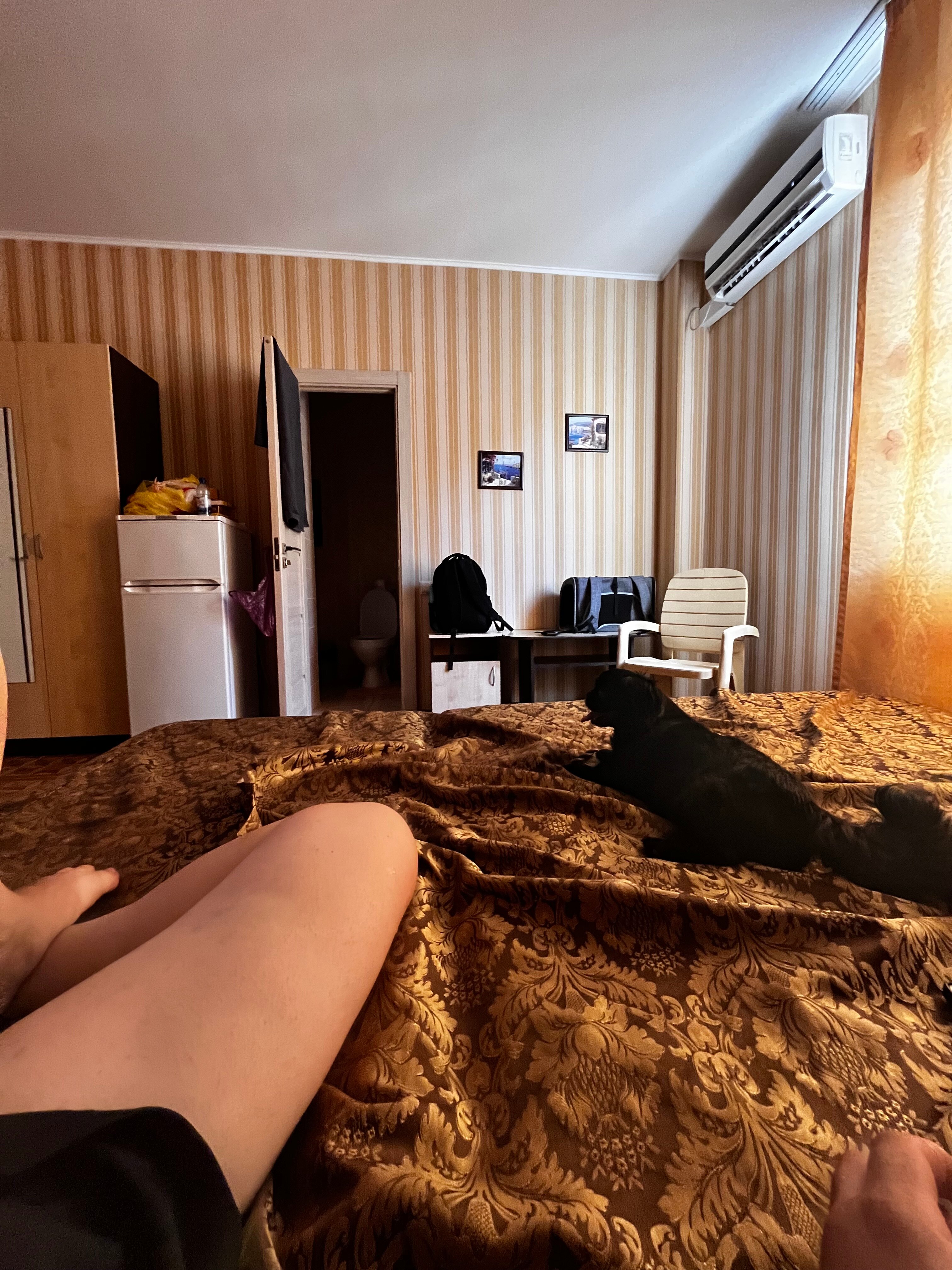 Фото Золотая рыбка