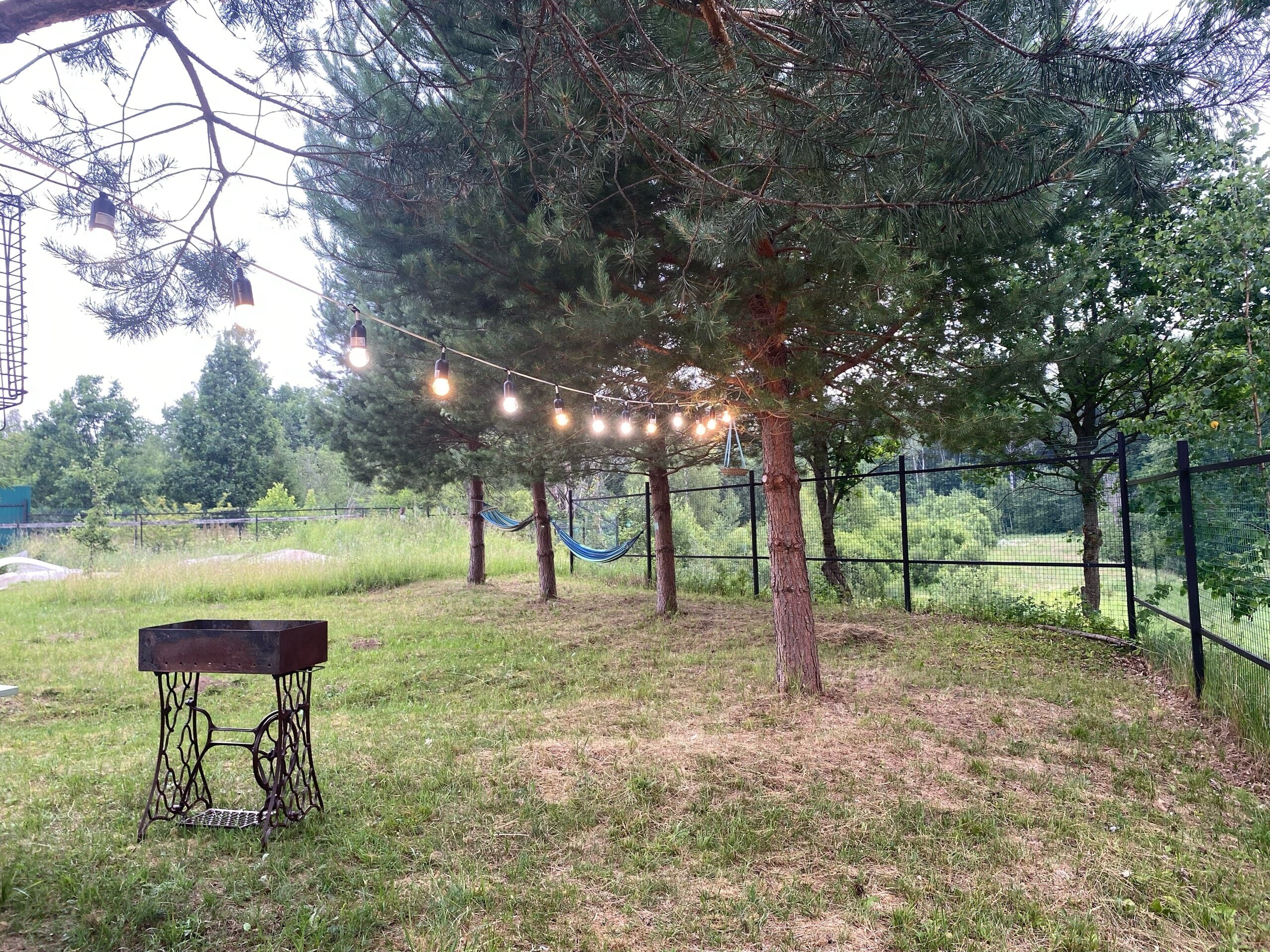 Фото Морошка