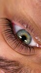 Youla Brows (Zheleznodorozhny Microdistrict, ulitsa Andreya Belogo, 3) ، شريط حاجب العين