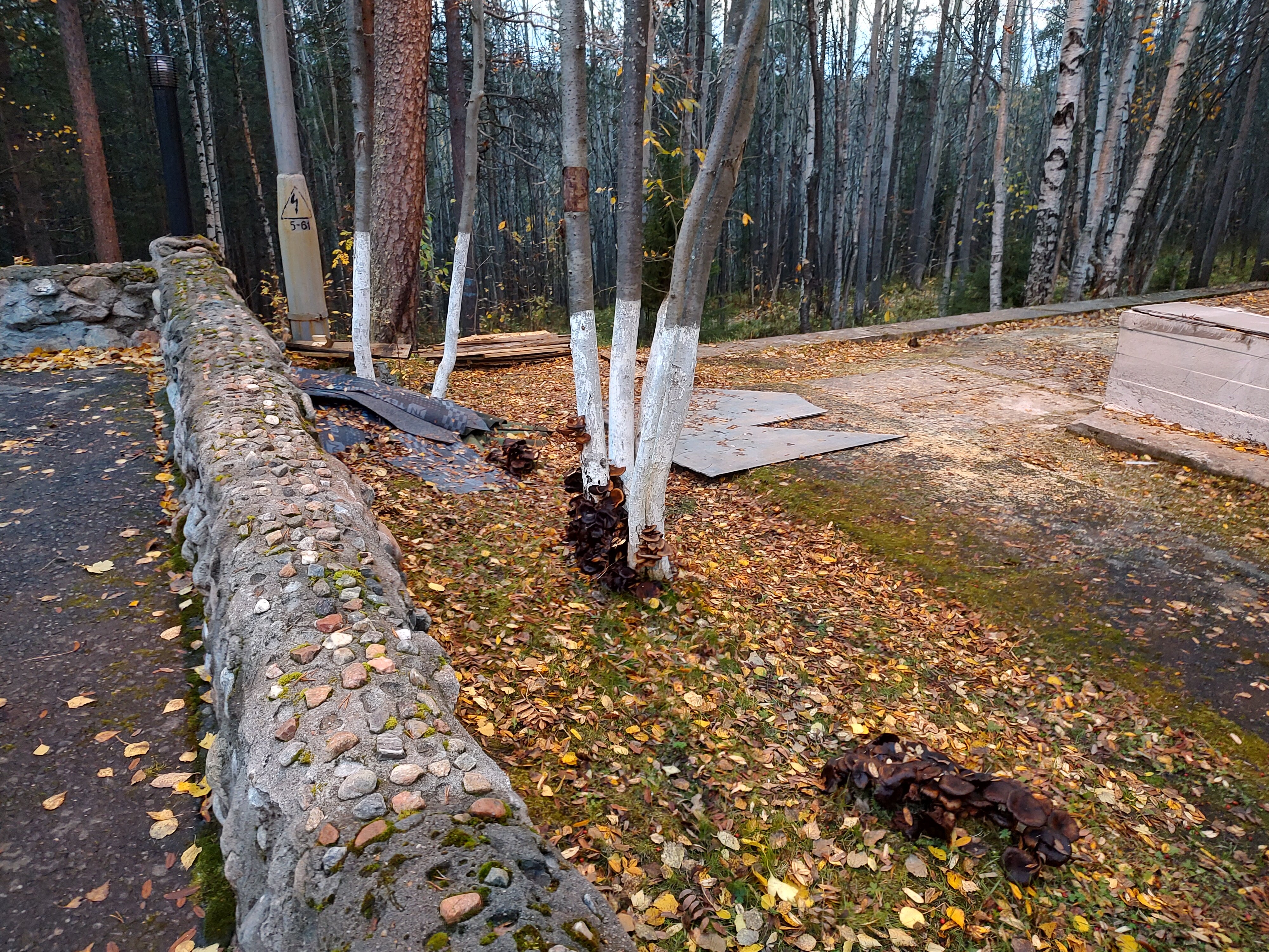 Фото Нивские Берега