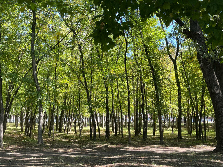 Park Парк Дубовая Роща, Samara, photo