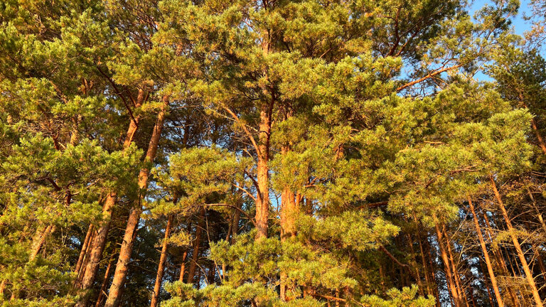 Фото Seliger Soul