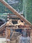 Tropical Cats (Bolshaya Gruzinskaya Street, 1с106), animal cage