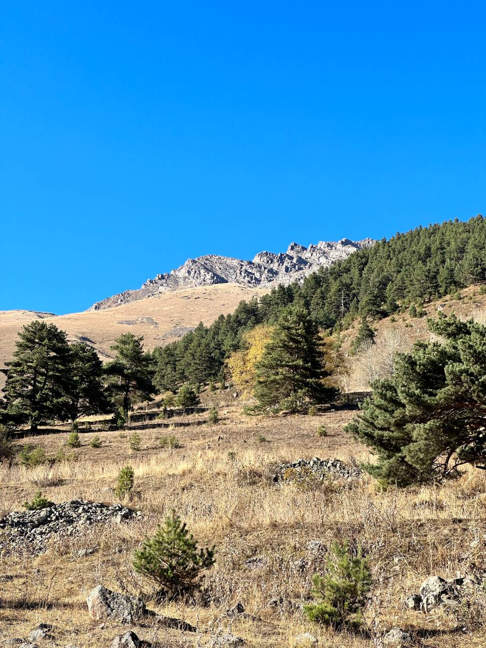 Фото Шафран