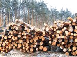 Novokuznetsky leskhoz (selo Sosnovka, Turkmenskaya ulitsa, 64), forestry
