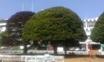 Beaver Tree Service (United States, Long Branch, 461 Dewey St), garden tools and equipment