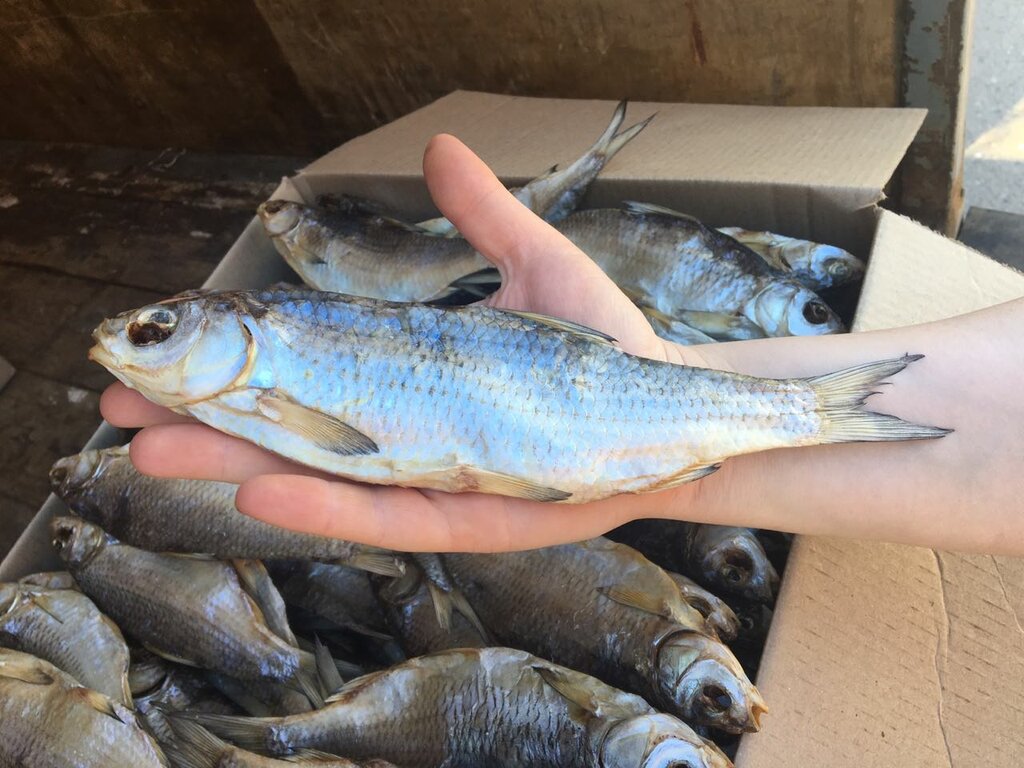 Бара рыба астрахань