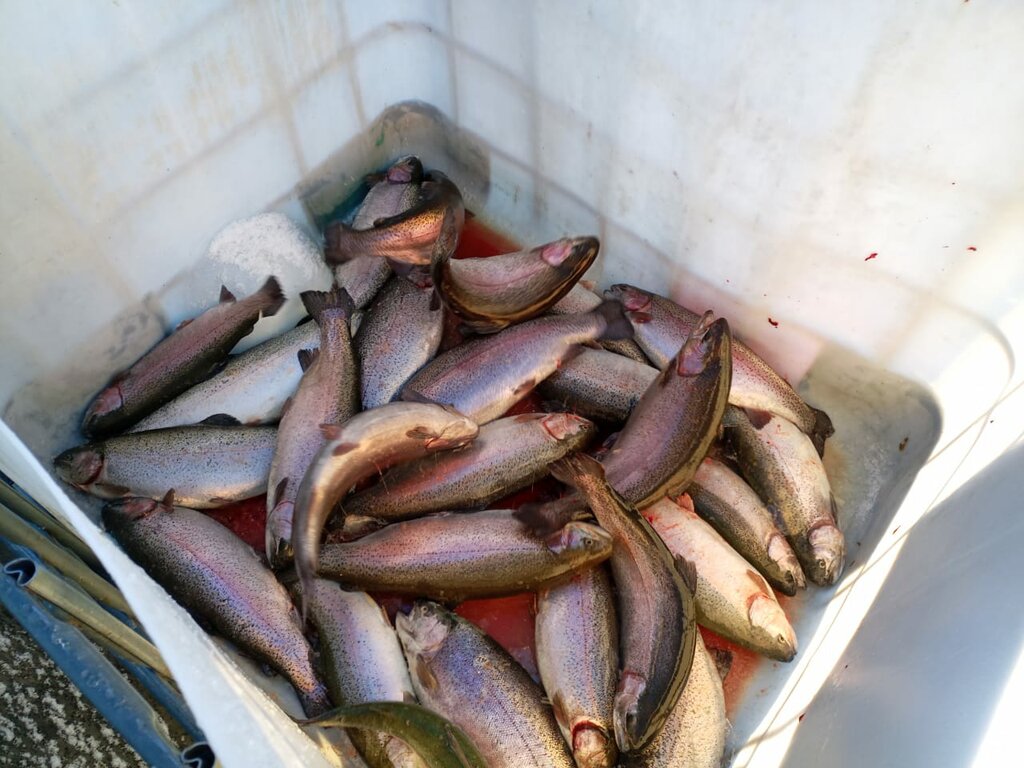 Fisheries, fish farming Рыбное хозяйство, Saint‑Petersburg and Leningrad Oblast, photo