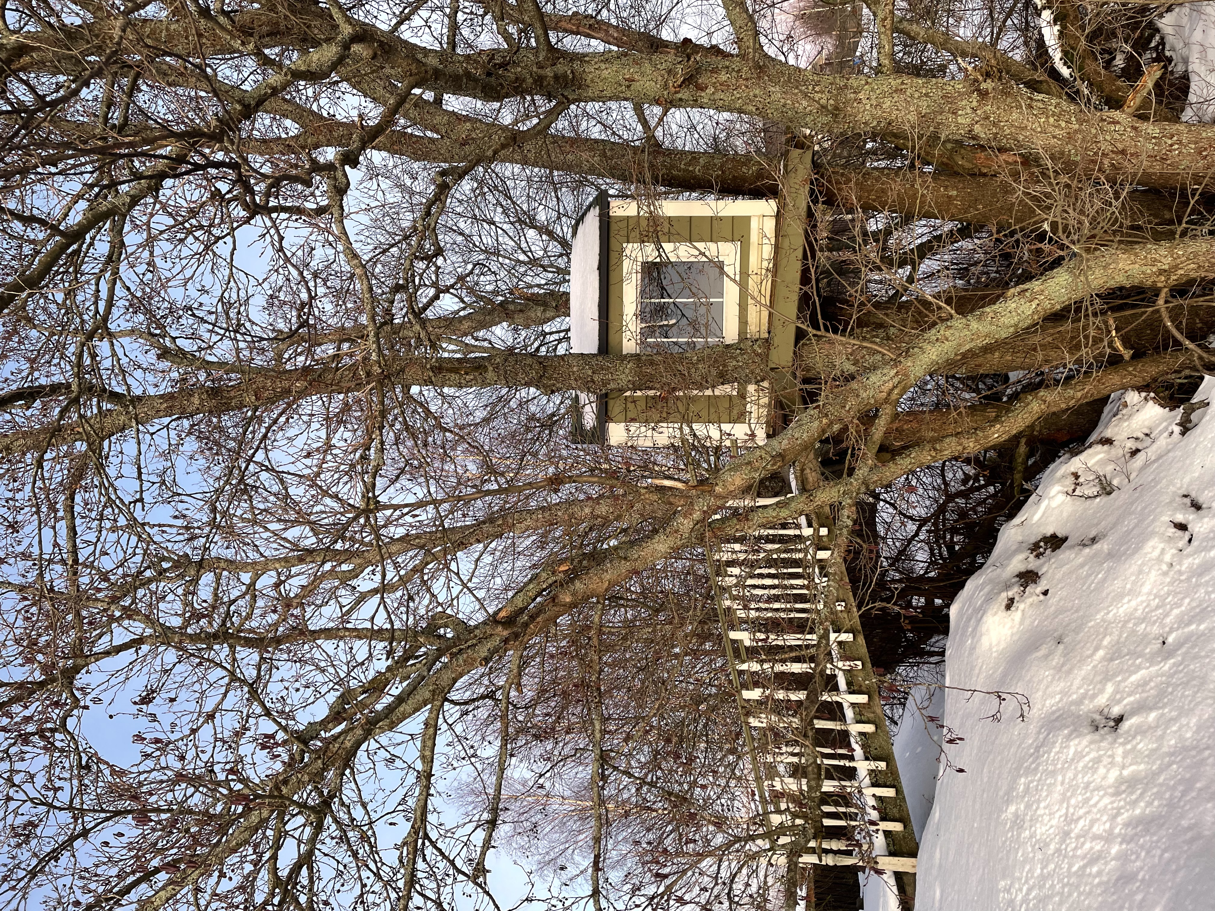 Фото Березки