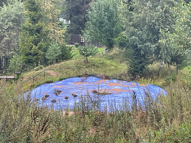 Фото Лес Эко Вилладж